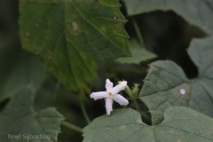 Gymnopetalum wightii